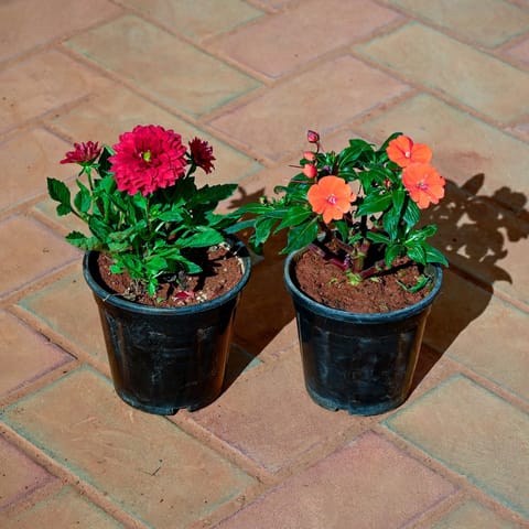 Set of 2 - Dahlia & Balsam (Any Colour) in 5 Inch Nursery Pot