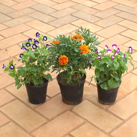 Set of 3 - Two Wishbone / Torenia (Any Colour) & One Marigold / Genda Jafri (Any Colour) in 4 Inch Nursery Pot