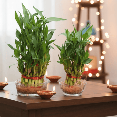 Set of 2 - Lucky Bamboo (2 Layer & 3 Layer) in 3 Inch Live Plant Glass Bowl