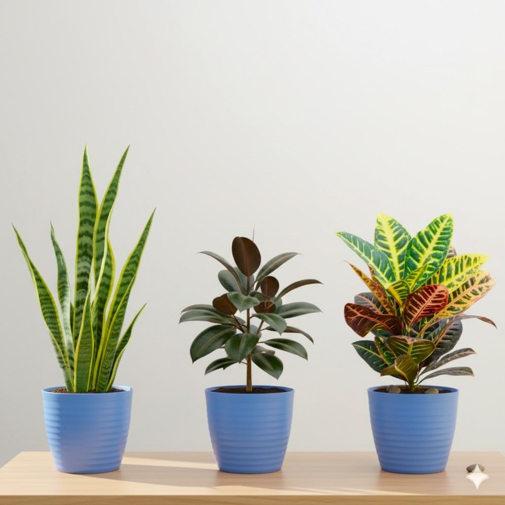 The Urban Jungle - Set of 3 - Snake Yellow Long (~1.5 Ft), Rubber Black & Croton Petra in 5 Inch Elvan Blue Avora Premium Plastic Planter