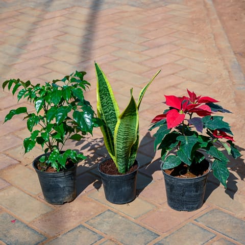 Set of 3 - Snake Yellow Long (~1.5 Ft), Radermachera / China Doll (~ 1 Ft) & Poinsettia / Christmas Flower Red in 5 Inch Nursery Pot