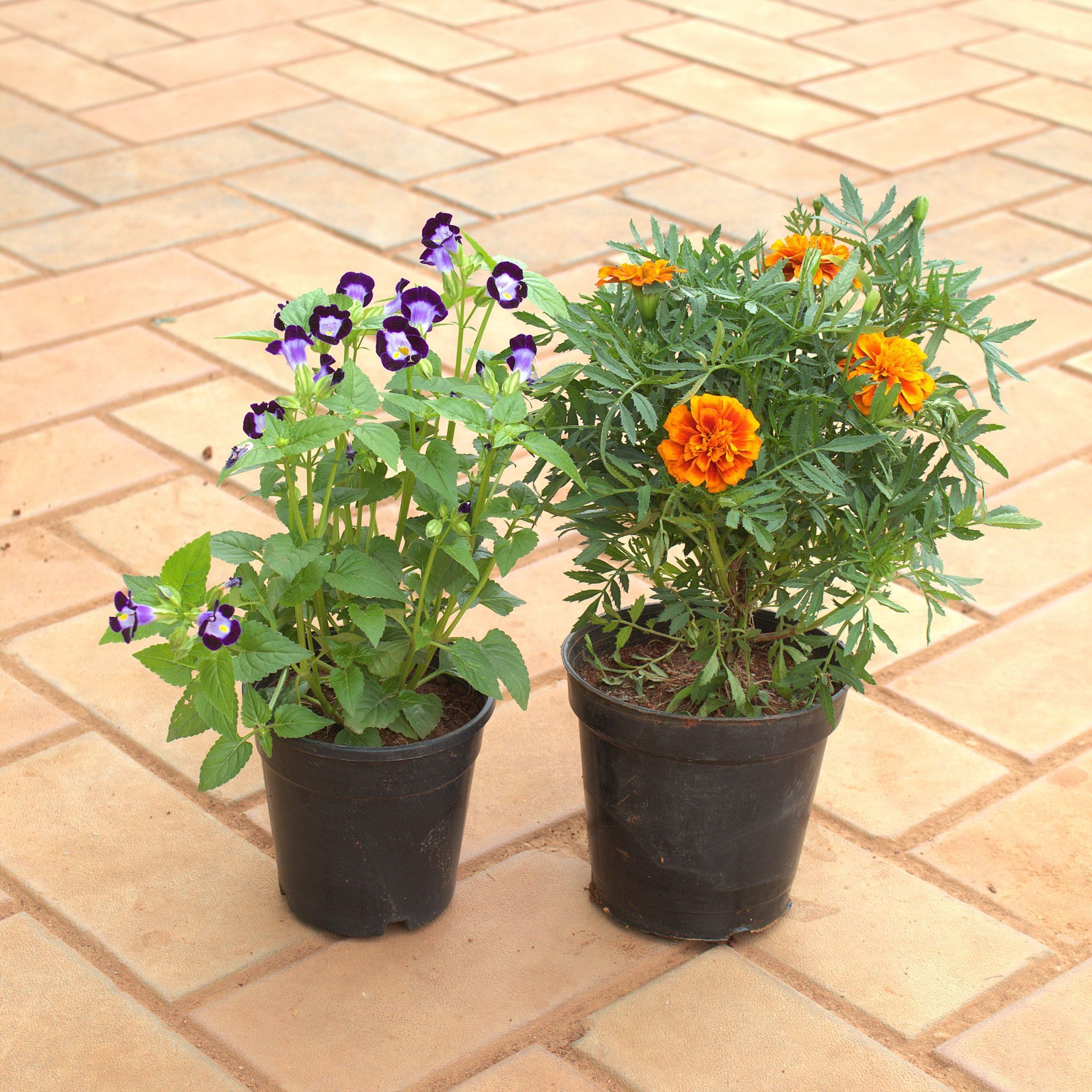 Set of 2 - Wishbone / Torenia & Marigold / Genda Jafri (Any Colour) in 4 Inch Nursery Pot