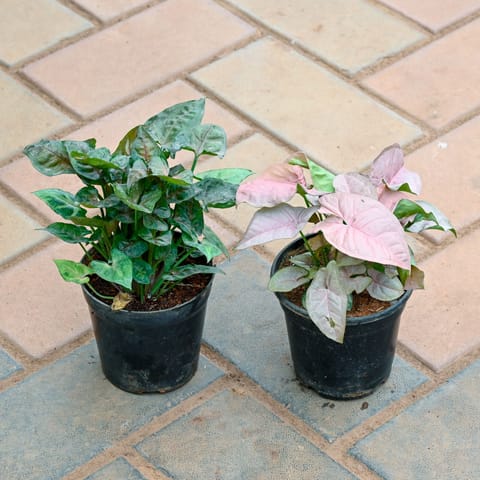 Set of 2 - Syngonium (Pink & Bronze) in 4 Inch Nursery Pot