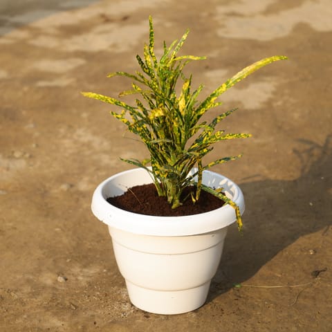 Chironji Croton in 8 Inch White Classy Plastic Pot