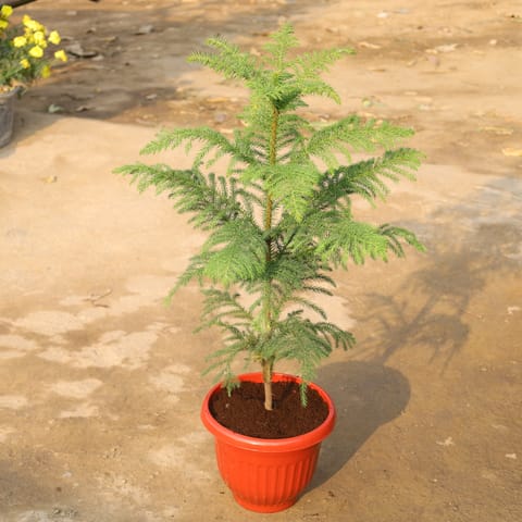 Araucaria / Christmas Tree in 10 Inch Terracotta Red Olive Plastic Pot