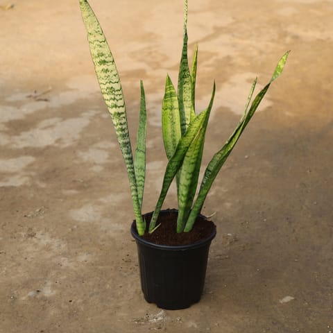 Snake Long in 8 Inch Nursery Pot