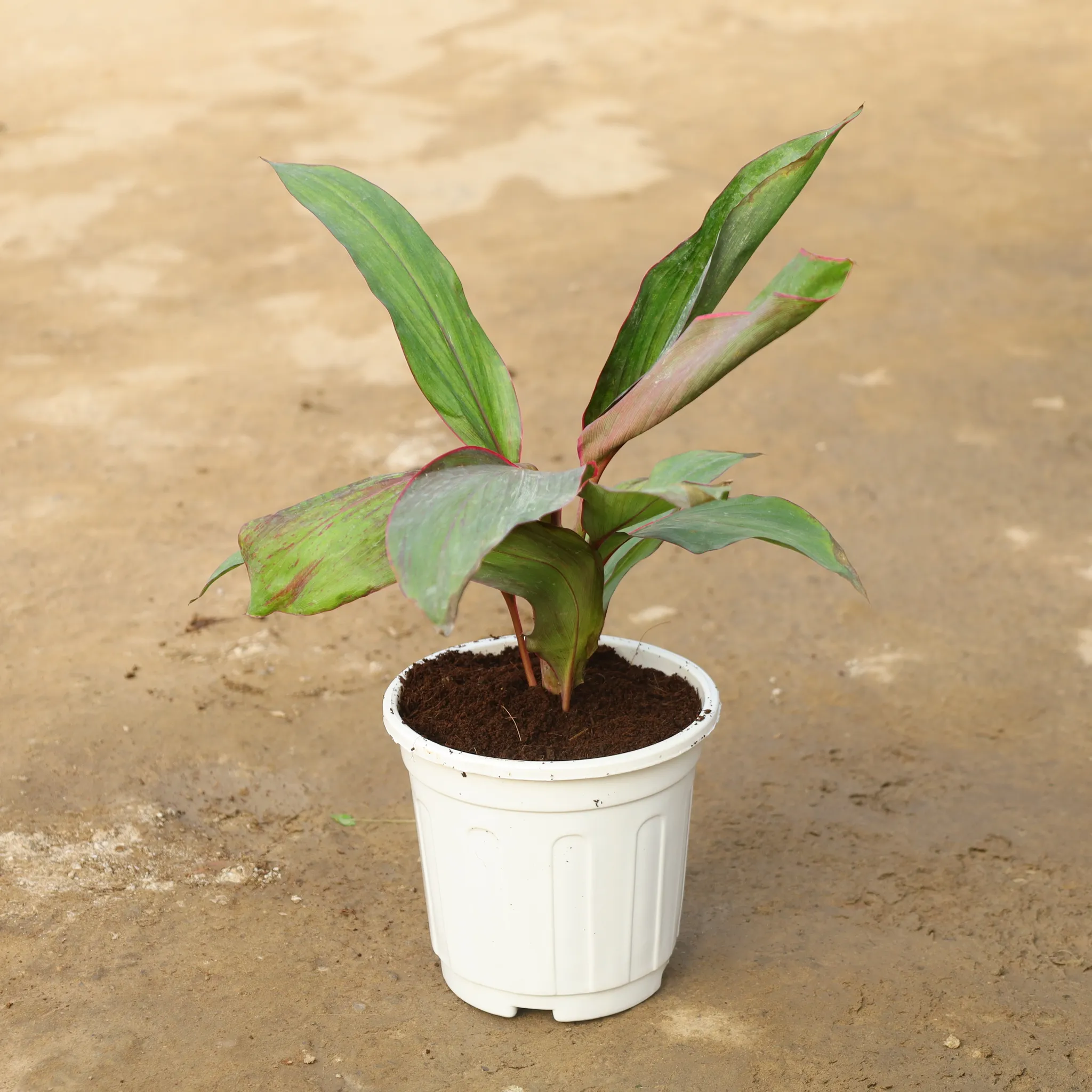 Dracaena Kedarnath in 6 Inch Super Nursery Pot