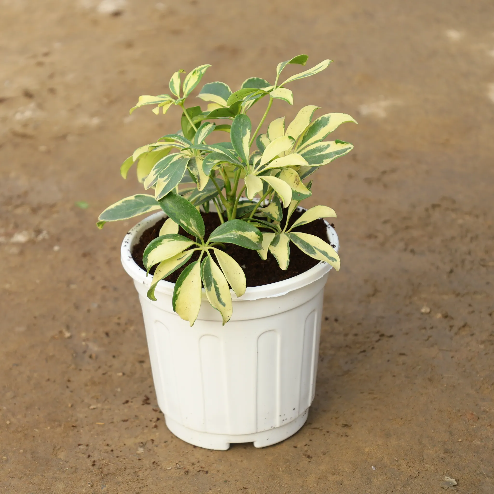 Schefflera Vareigated in 6 Inch Super Nursery Pot