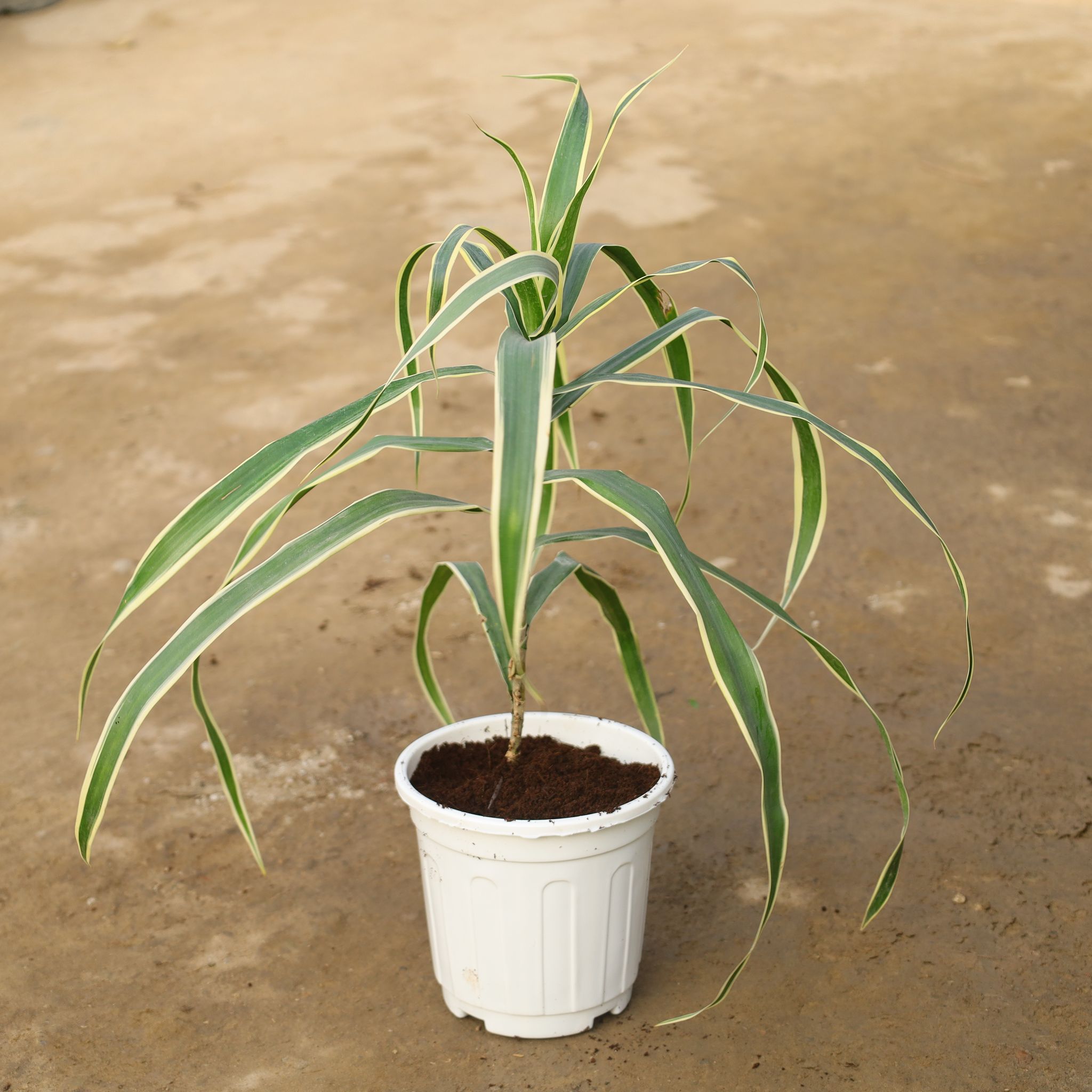 Dracaena Jamaica in 6 Inch Super Nursery Pot