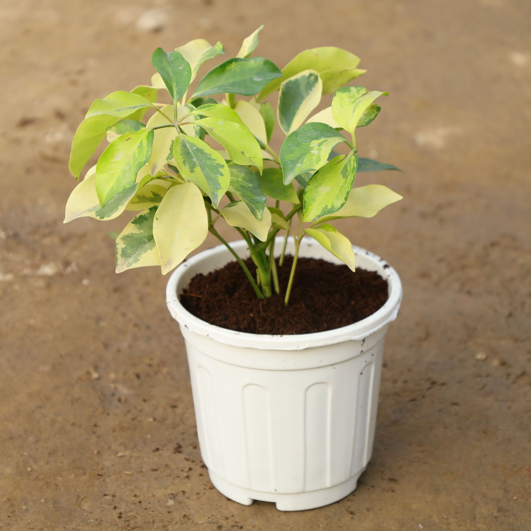 Schefflera Brassia in 6 Inch Super Nursery Pot