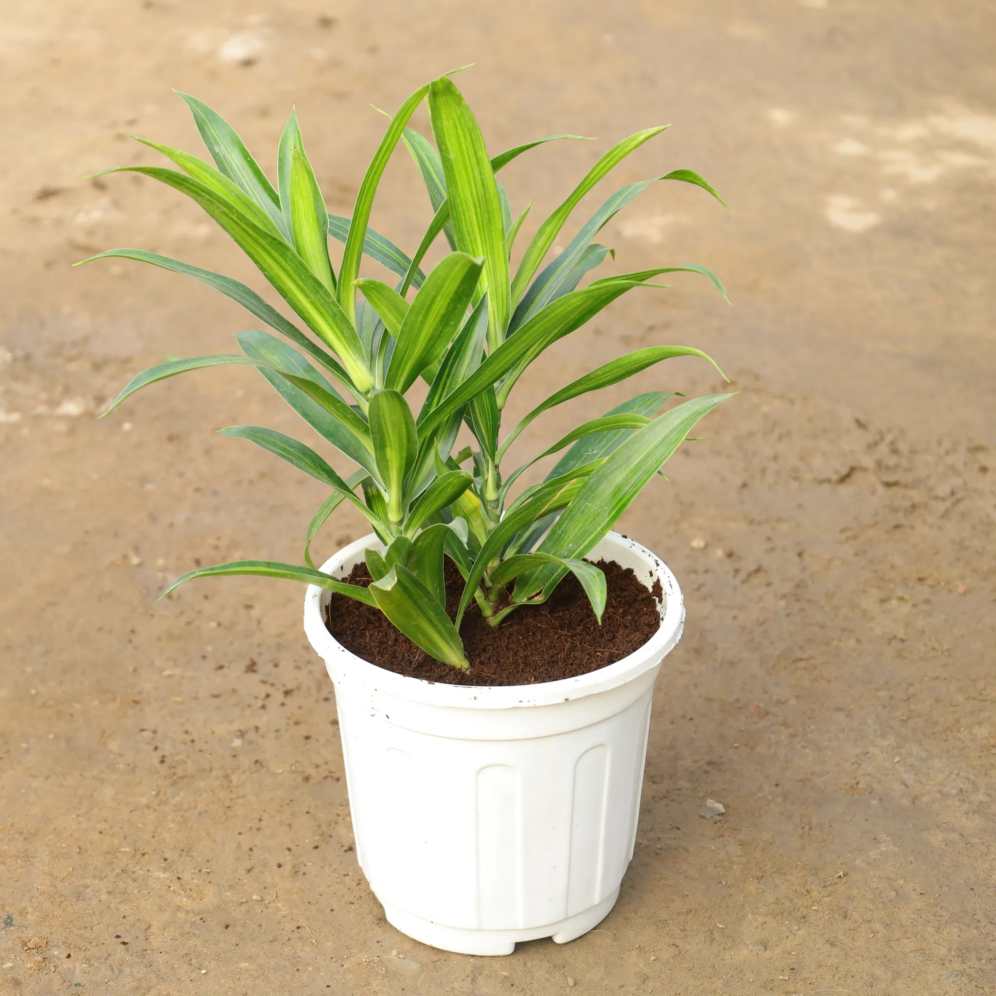 Dracaena Messenger in 6 Inch Super Nursery Pot