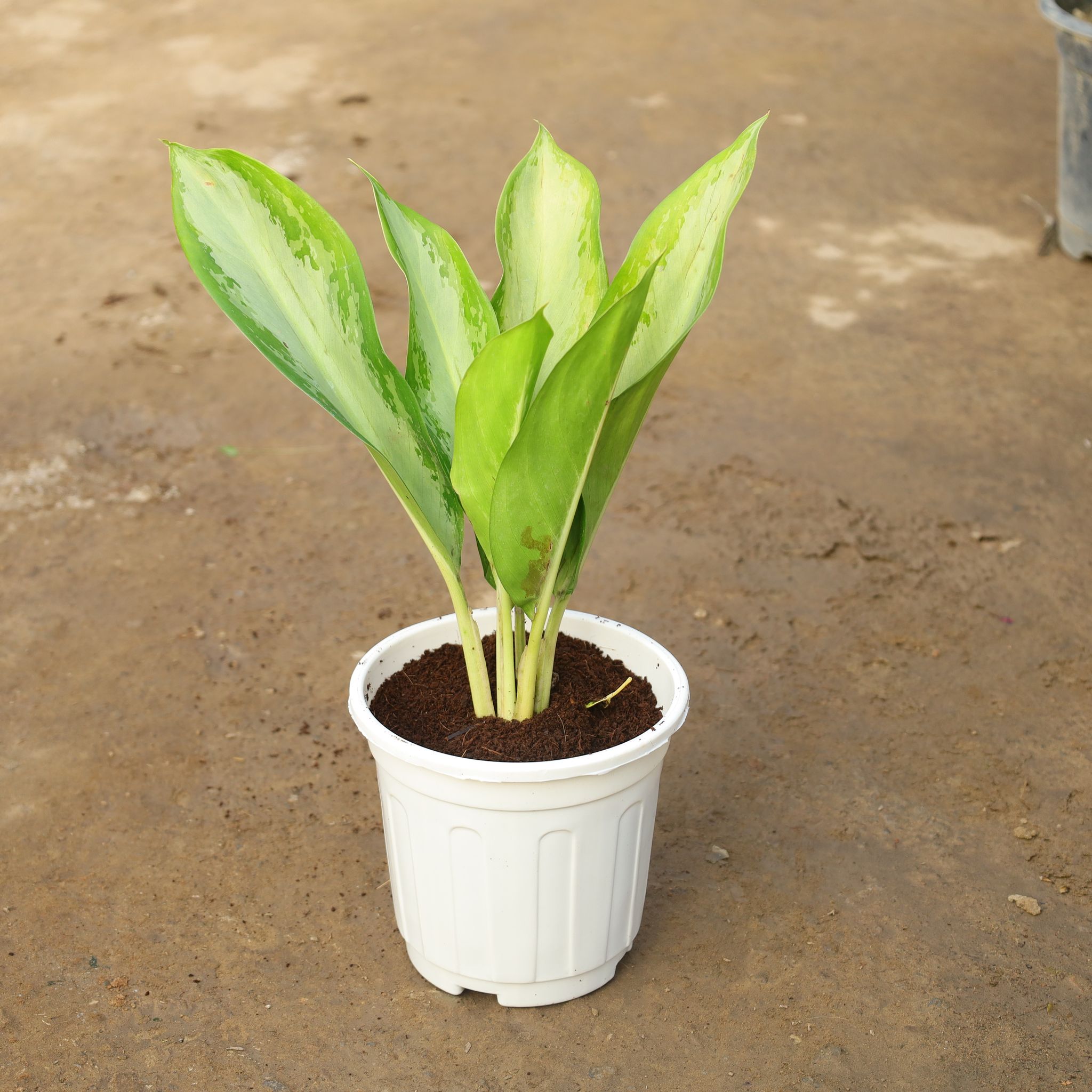 Aglonema Green Lance in 6 Inch Super Nursery Pot
