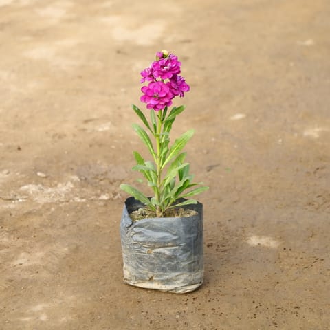 Stock (Any Colour) in 4 Inch Nursery Bag