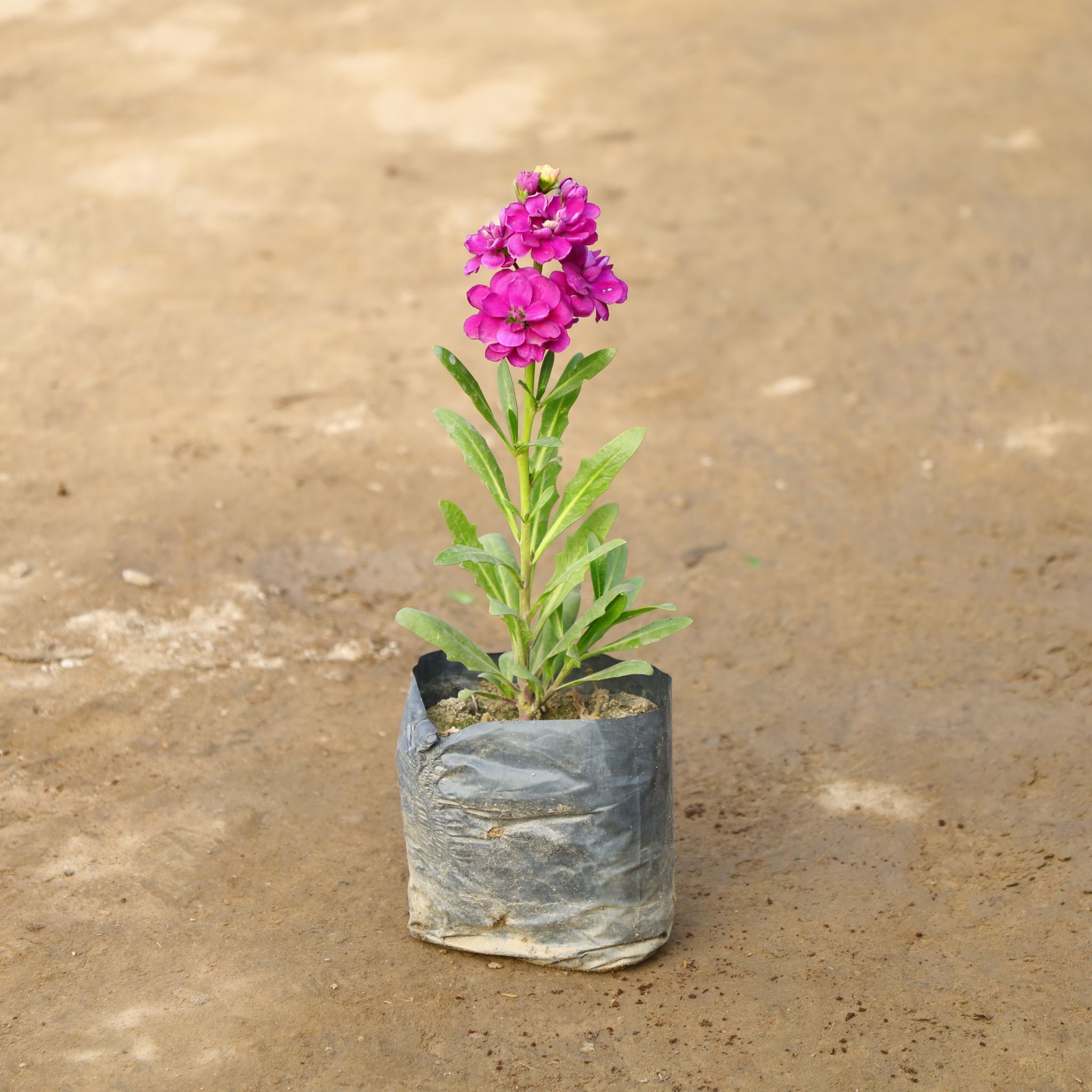 Stock (Any Colour) in 4 Inch Nursery Bag