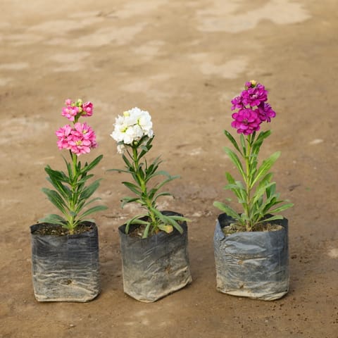 Set Of 3 - Stock (Any Colour) in 4 Inch Nursery Bag