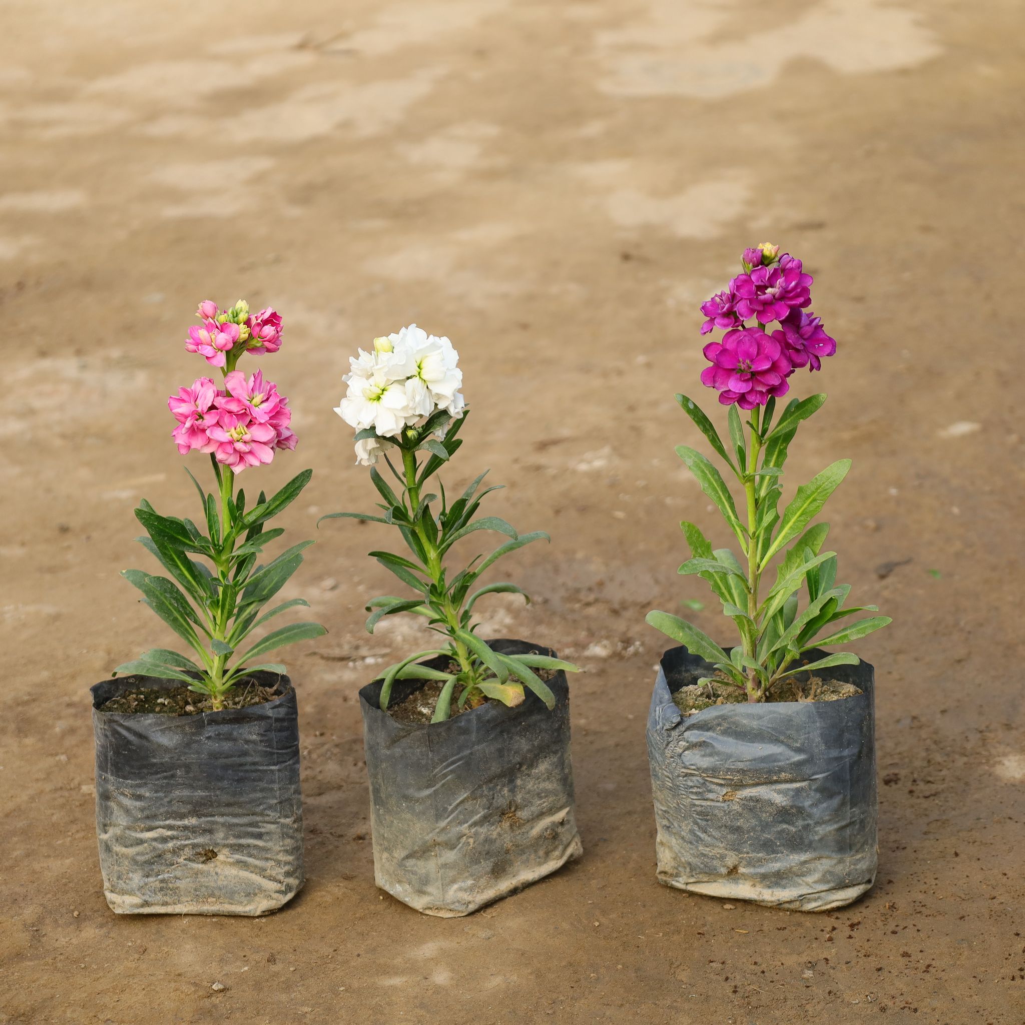 Set Of 3 - Stock (Any Colour) in 4 Inch Nursery Bag