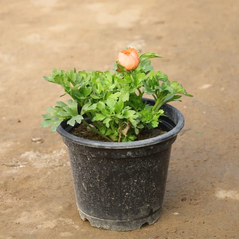 Ranunculus/ Buttercup (Any Colour) in 8 Inch Nursery Pot