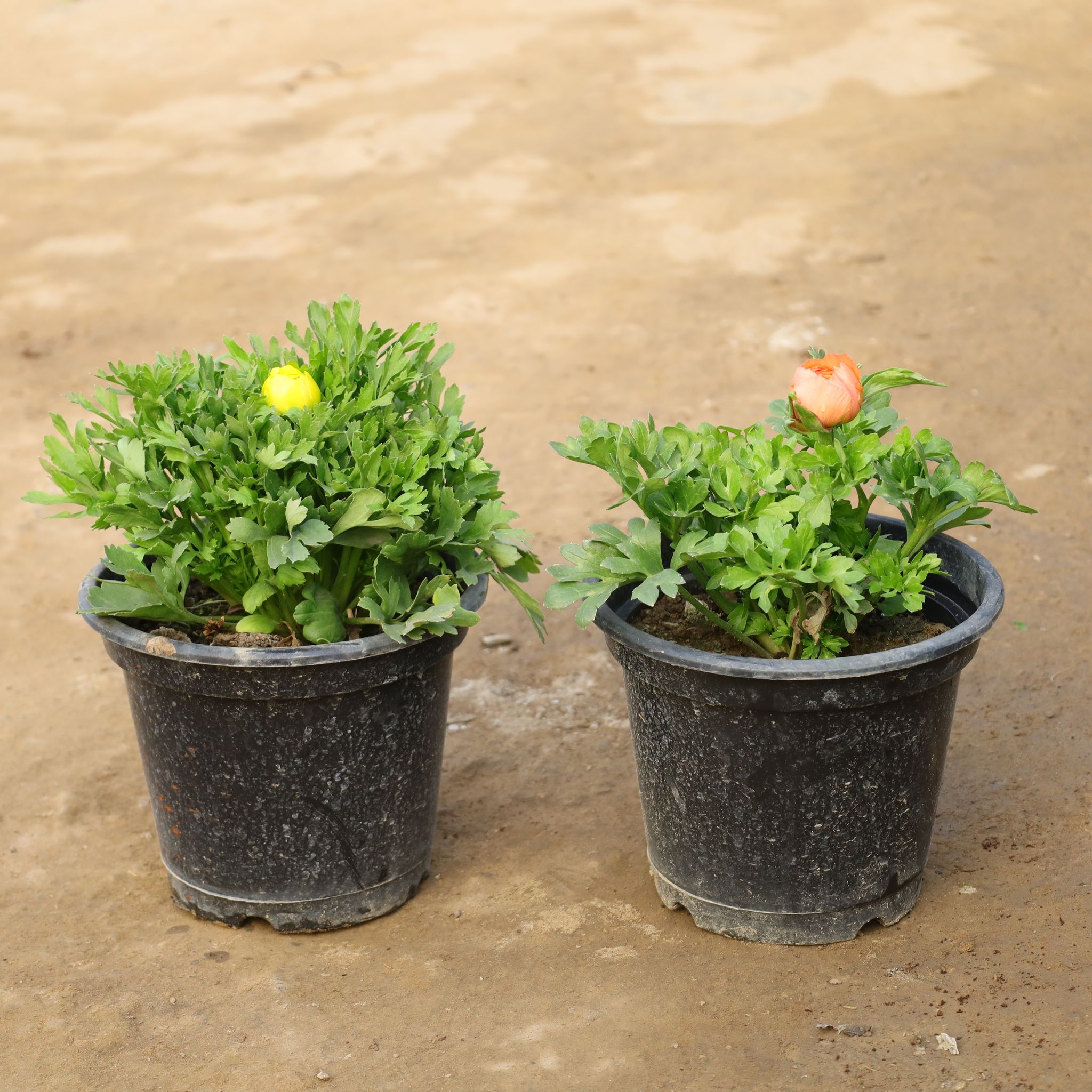 Set Of 2 - Ranunculus/ Buttercup (Any Colour) in 8 Inch Nursery Pot