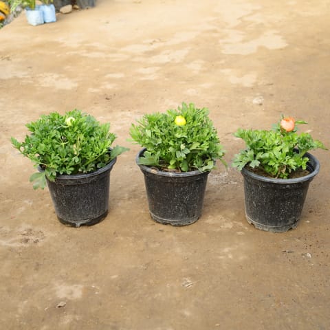 Set Of 3 - Ranunculus / Buttercup (Any Colour) in 8 Inch Ceramic Pot