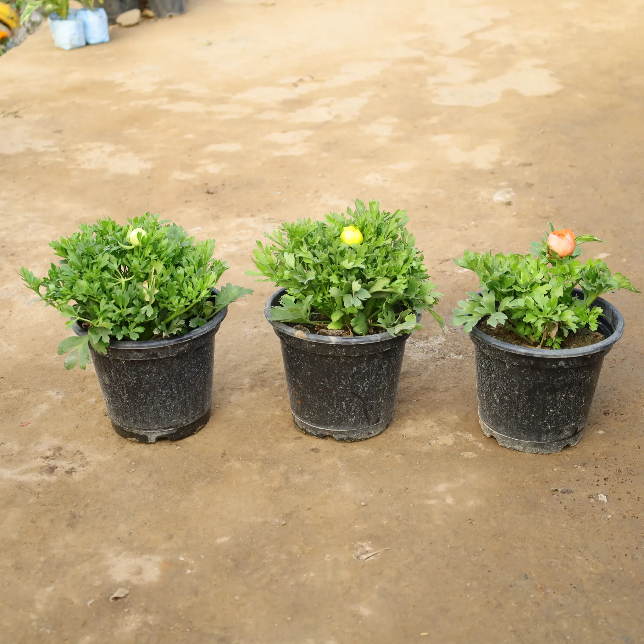 Set Of 3 - Ranunculus / Buttercup (Any Colour) in 8 Inch Ceramic Pot