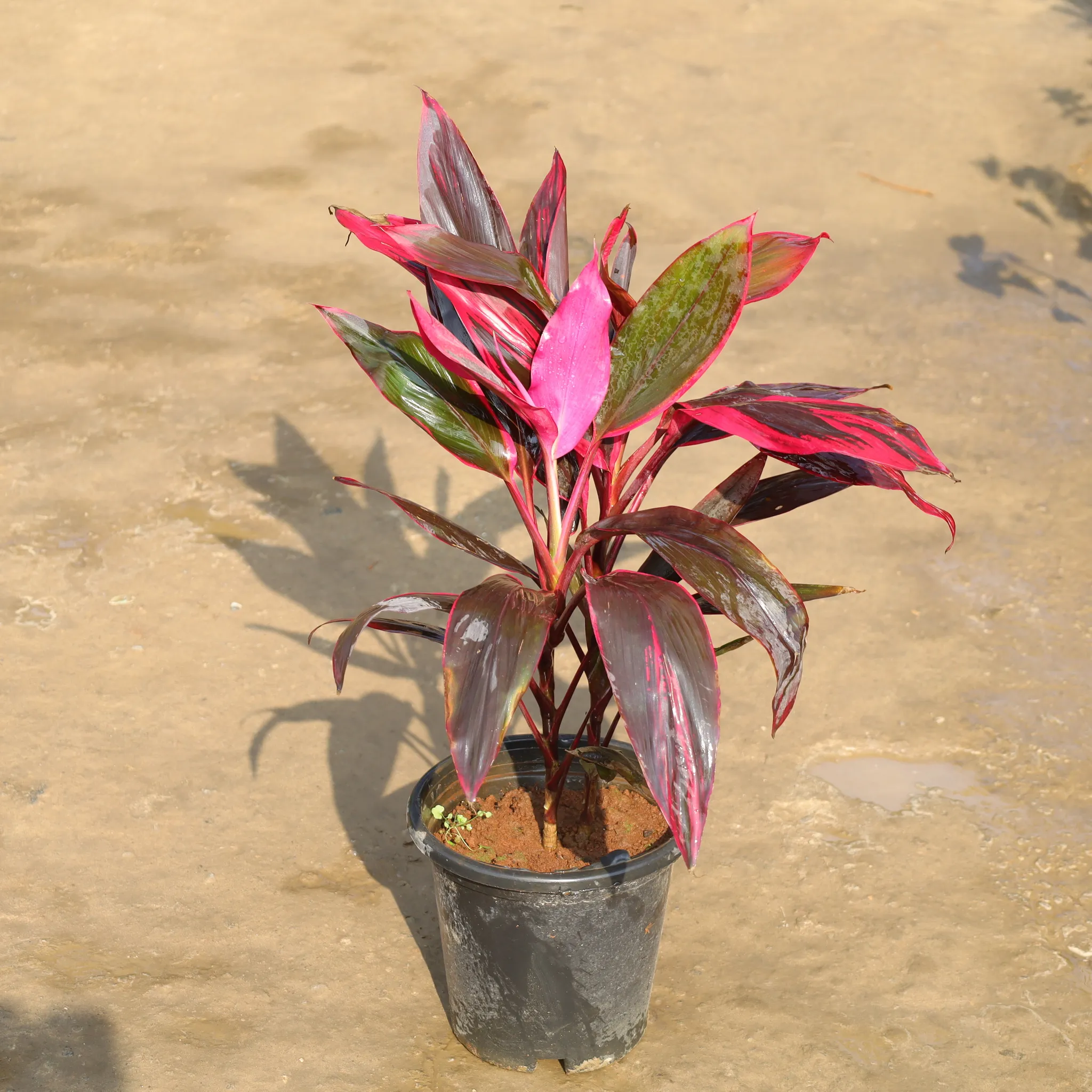 Dracaena Pink in 8 Inch Nursery Pot