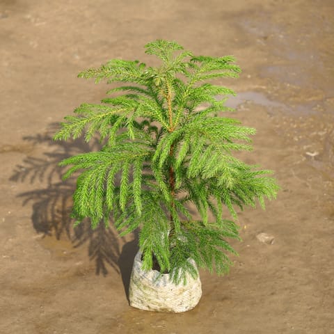 Araucaria / Christmas Tree in 4 Inch Nursery Bag