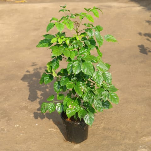Radermachera / China Doll in 6 Inch Nursery Pot