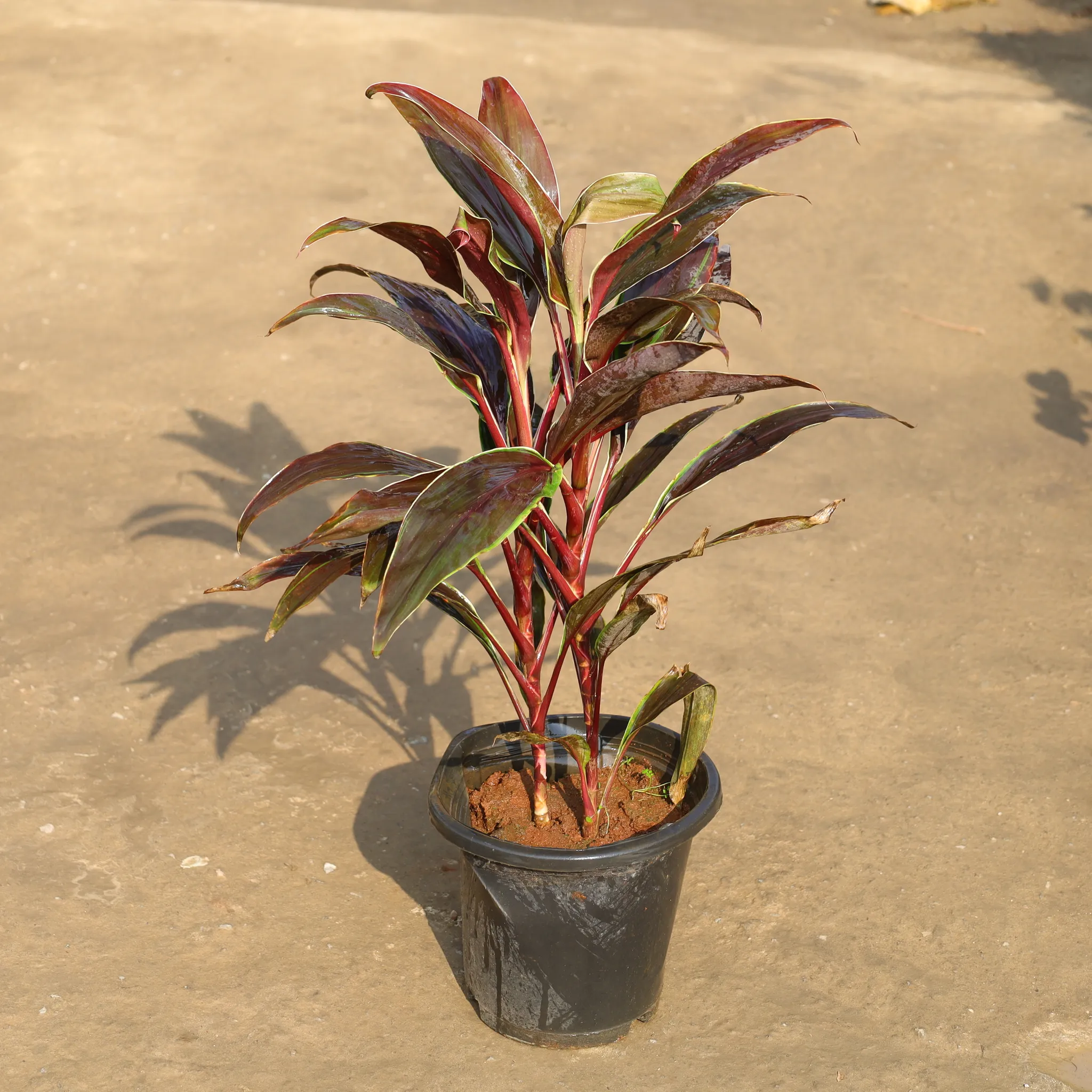 Dracaena Chocolate in 8 Inch Nursery Pot