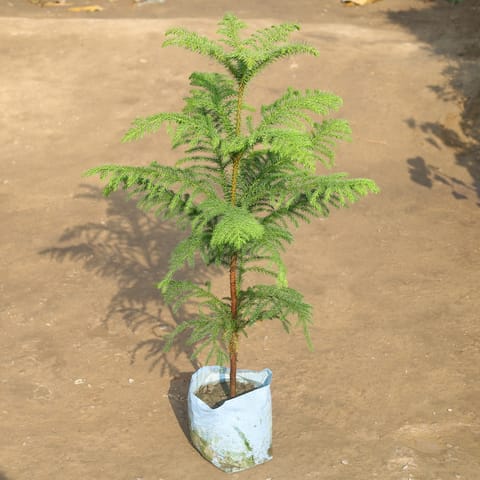 Araucaria / Christmas Tree in 8 Inch Nursery Bag
