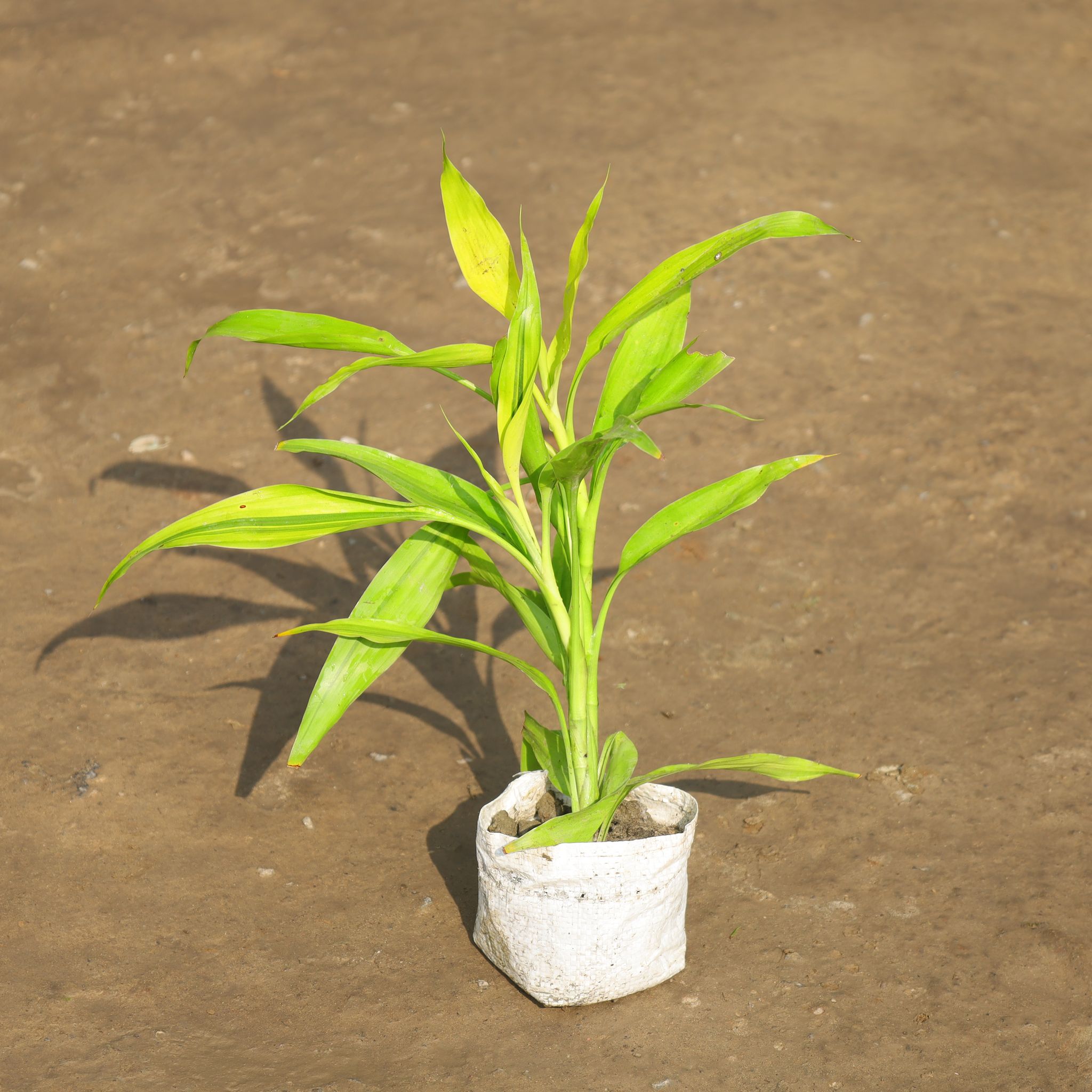 Lucky Bamboo in 4 Inch Nursery Bag