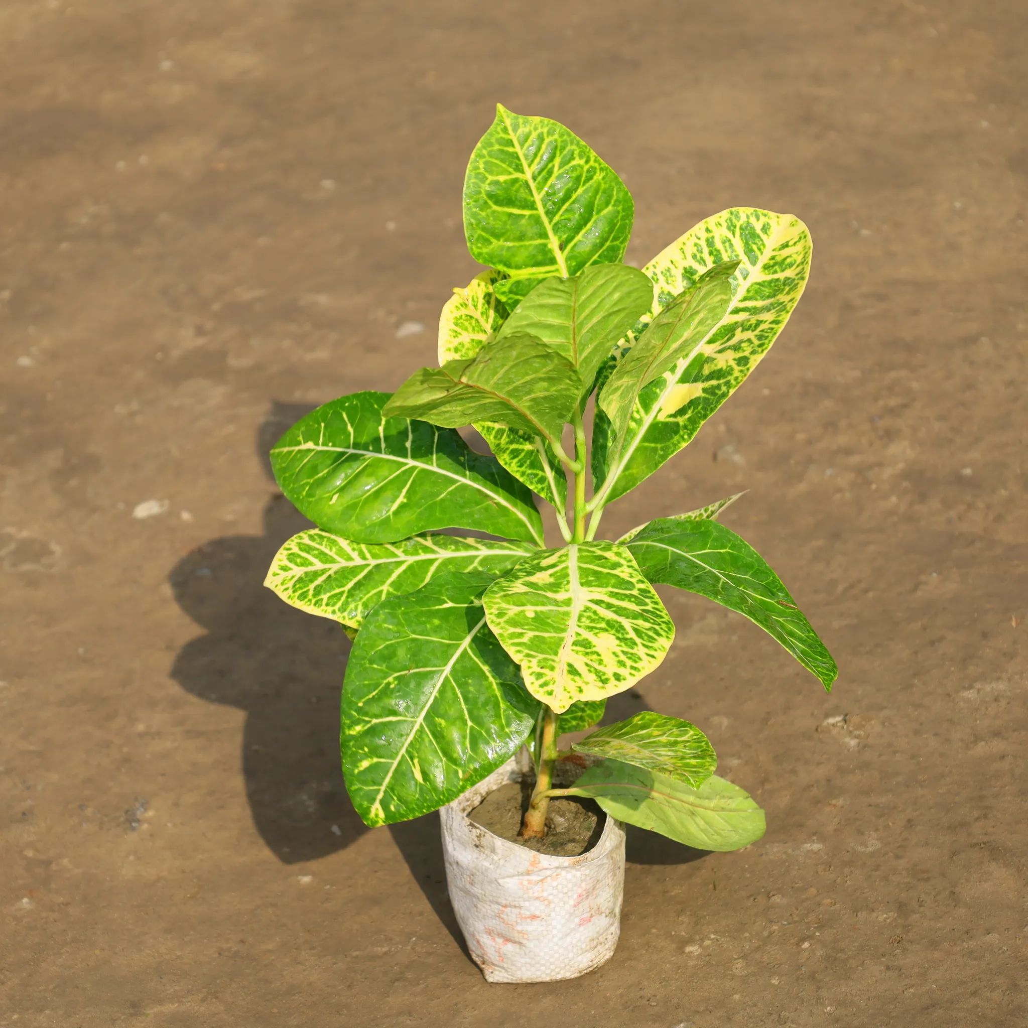 Croton Petra in 4 Inch Nursery Bag