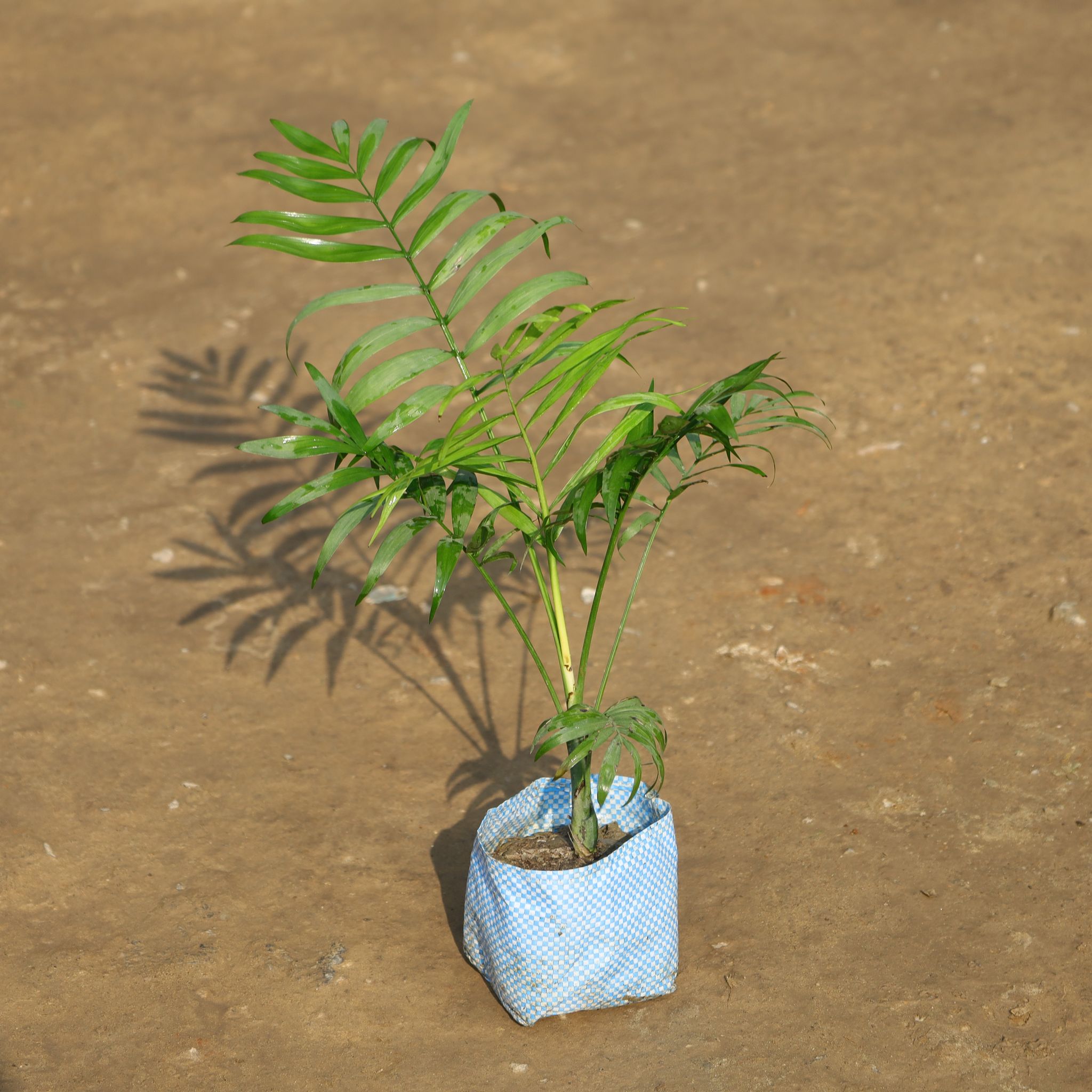 Chamaedorea Palm in 4 Inch Nursery Bag