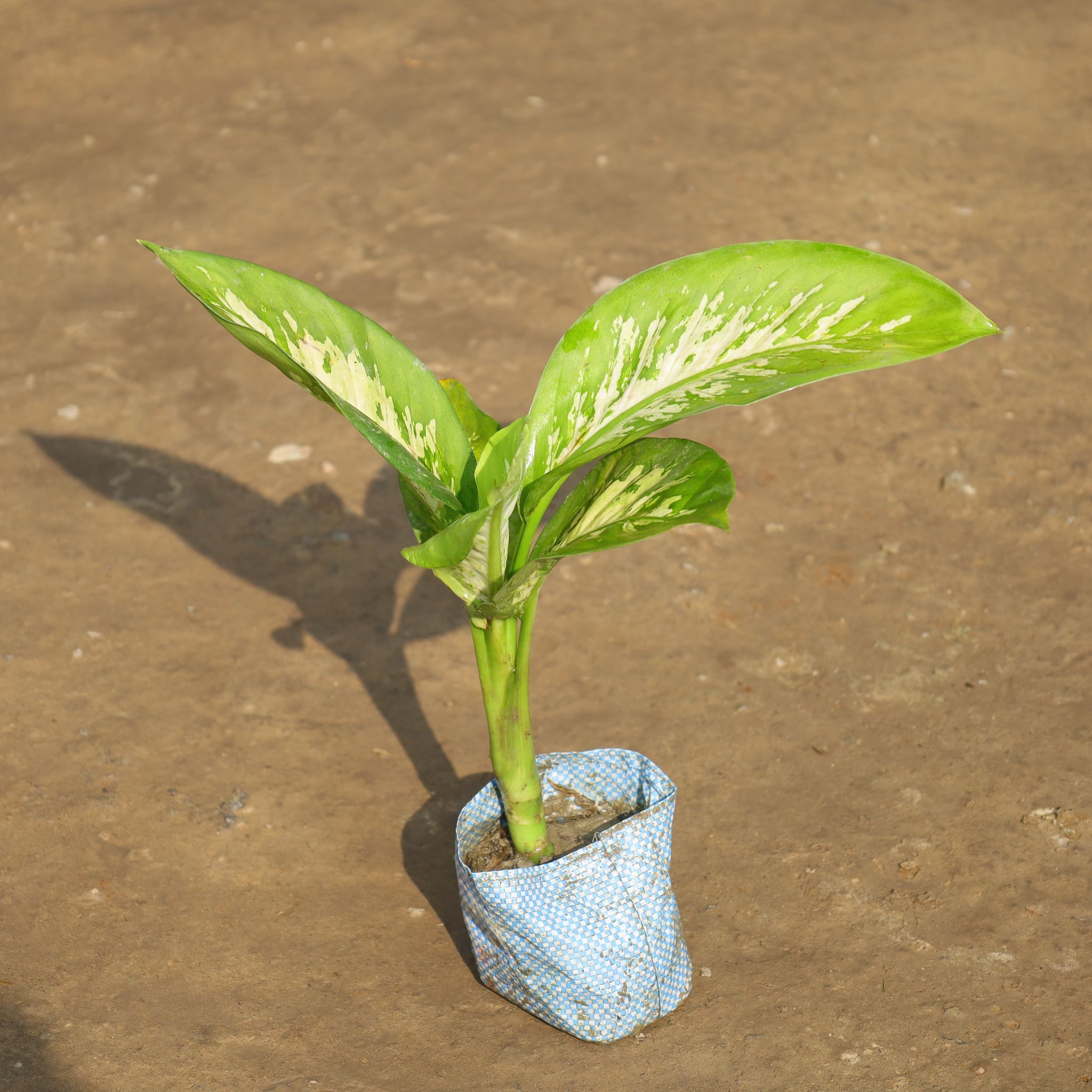 Dieffenbachia in 4 Inch Nursery Bag