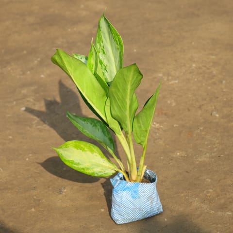 Aglaonema Dove in 4 Inch Nursery Bag