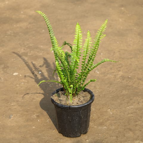 Fern in 6 Inch Nursery Pot