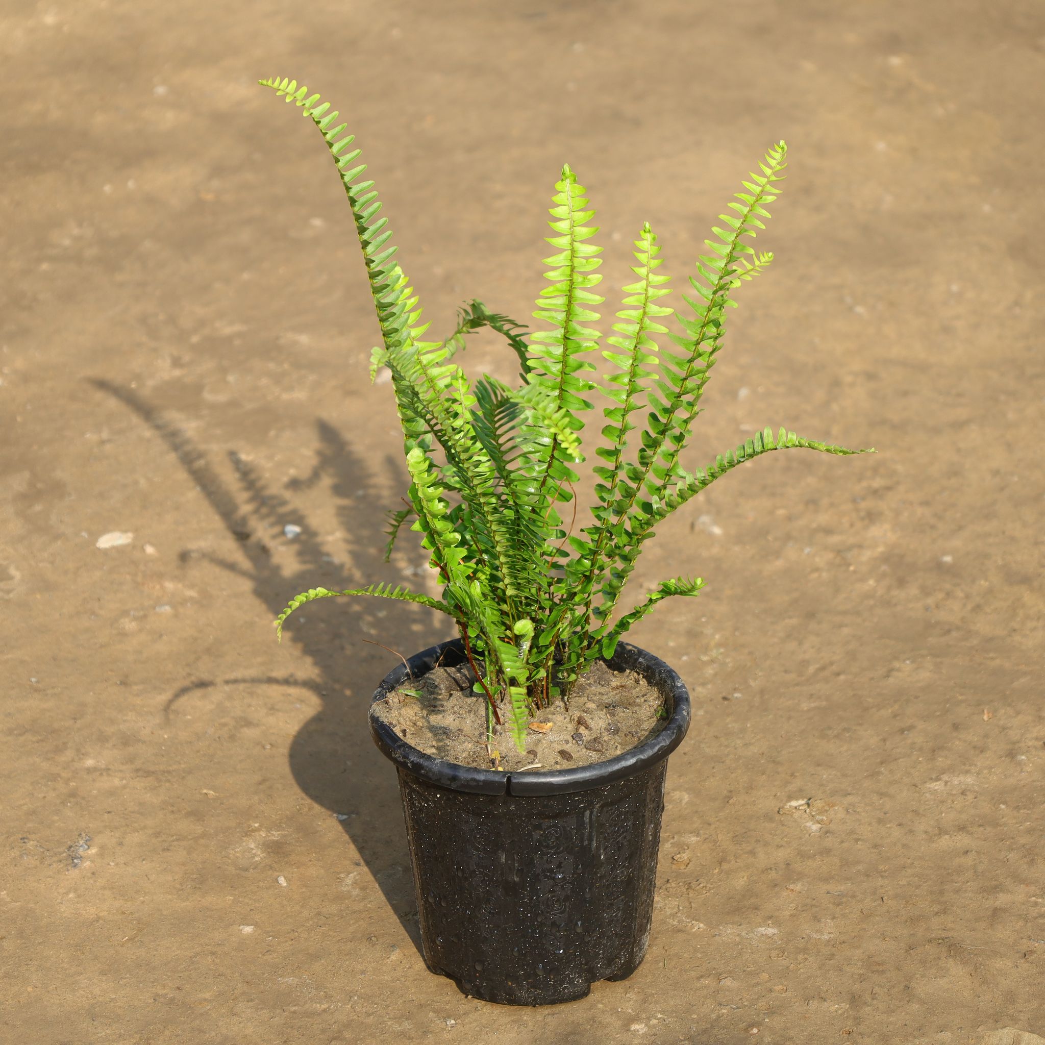 Fern in 6 Inch Nursery Pot