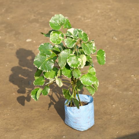 Aralia Apple in 4 Inch Nursery Bag