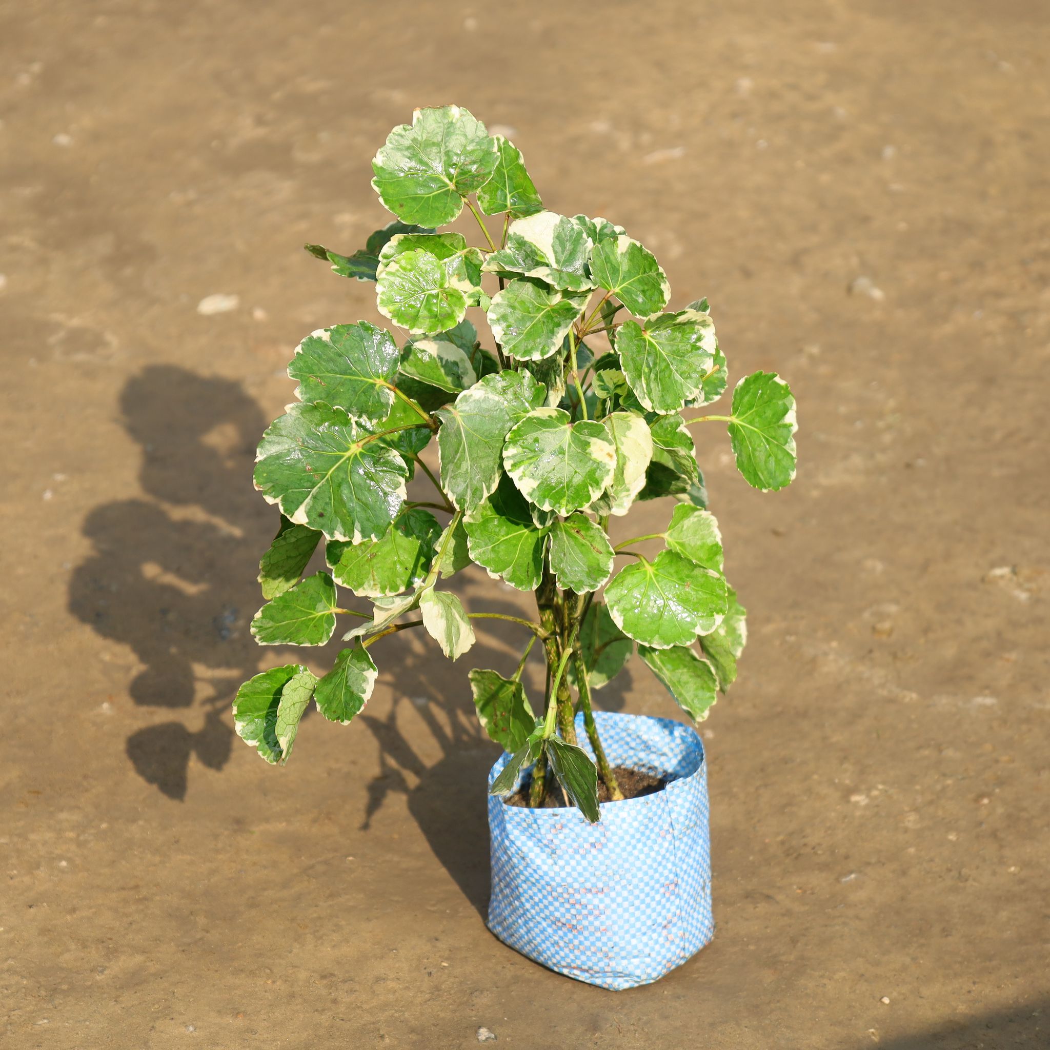 Aralia Apple in 4 Inch Nursery Bag