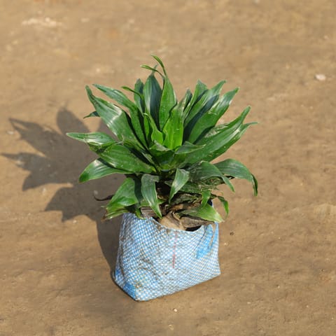 Dracaena Compecta in 4 Inch Nursery Bag