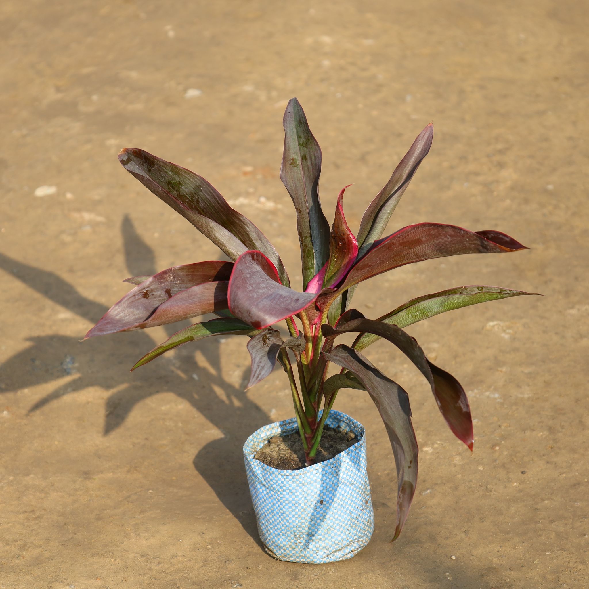 Dracaena Rosea in 4 Inch Nursery Bag