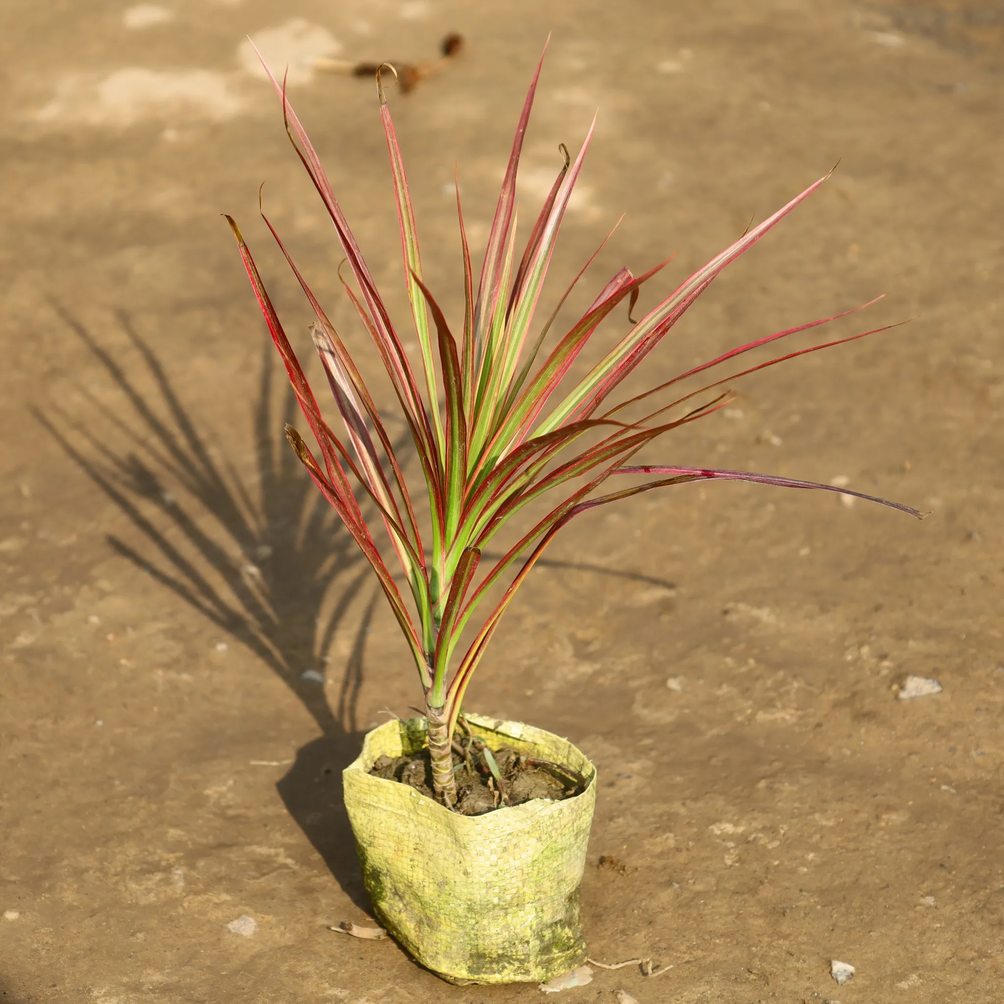 Dracaena Colourama in 4 Inch Nursery Bag