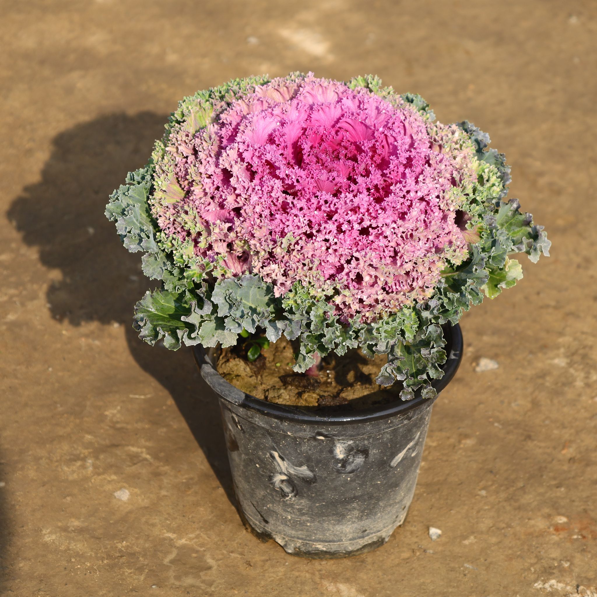 Kale (Any Colour) in 8 Inch Nursery Pot