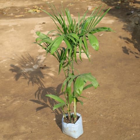 Chikotiya / Sepotia Palm in 8 Inch Live Plant Nursery Bag