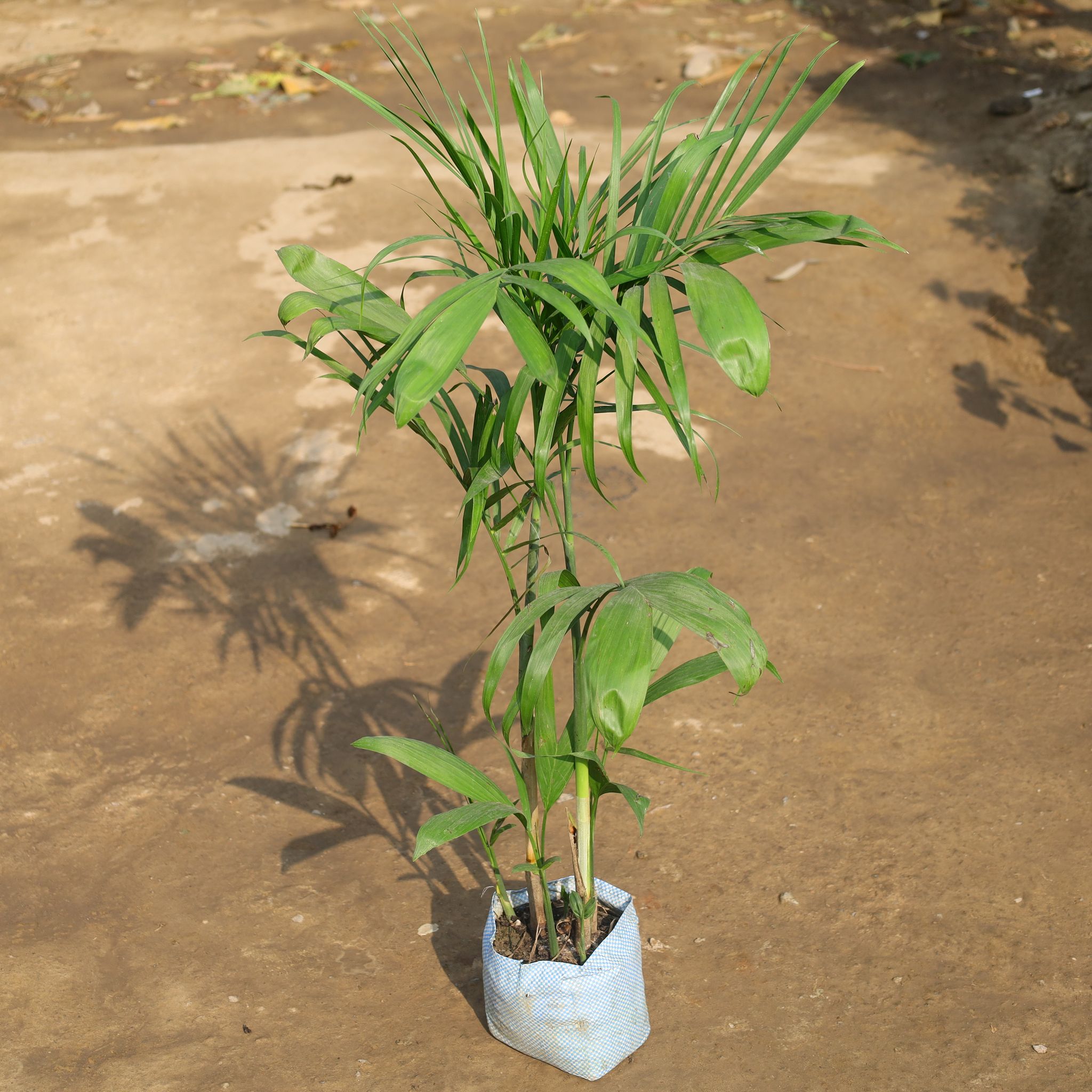 Chikotiya / Sepotia Palm in 8 Inch Nursery Bag