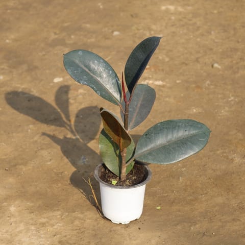 Rubber in 4 Inch Nursery Pot