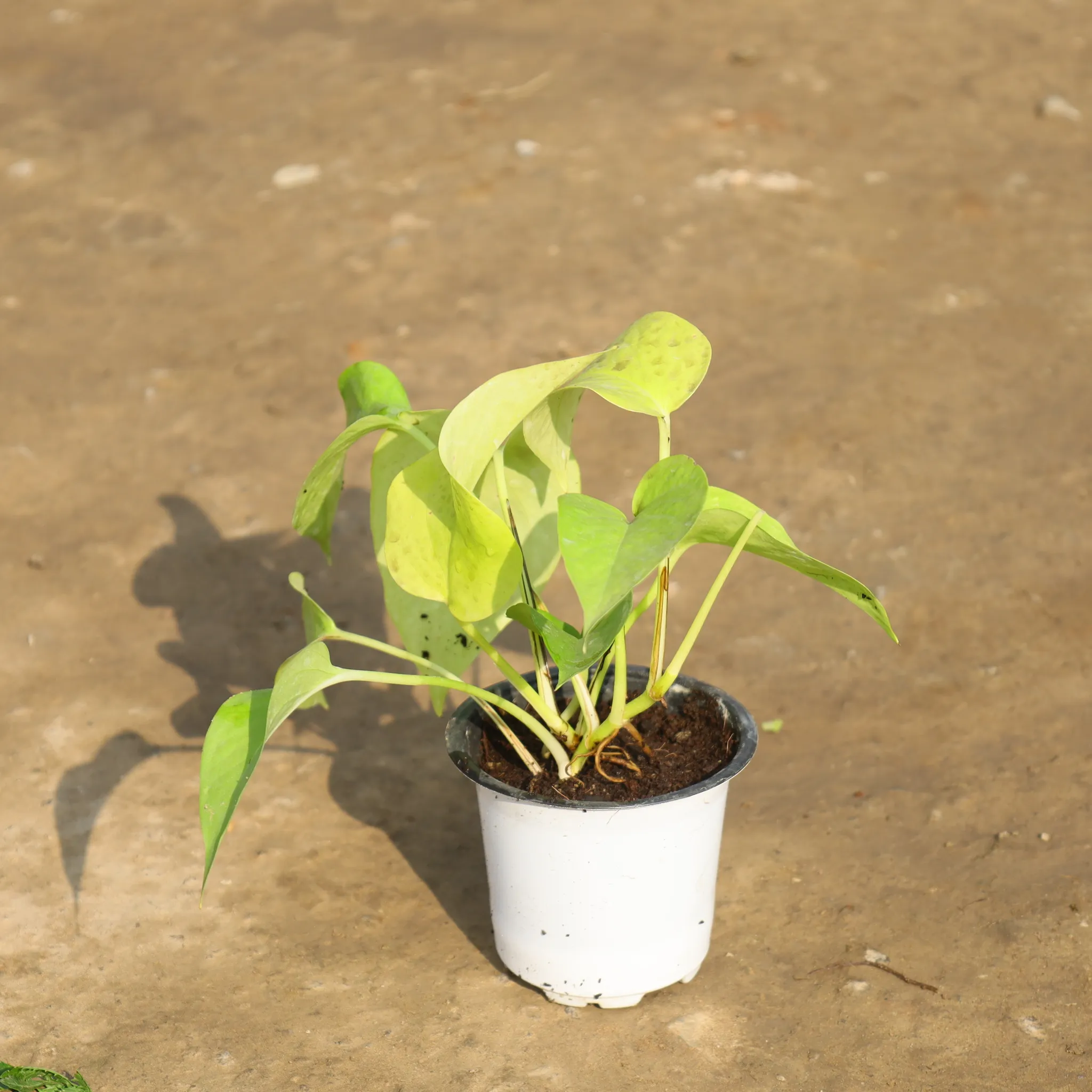 Money Plant Golden in 4 Inch Nursery Pot