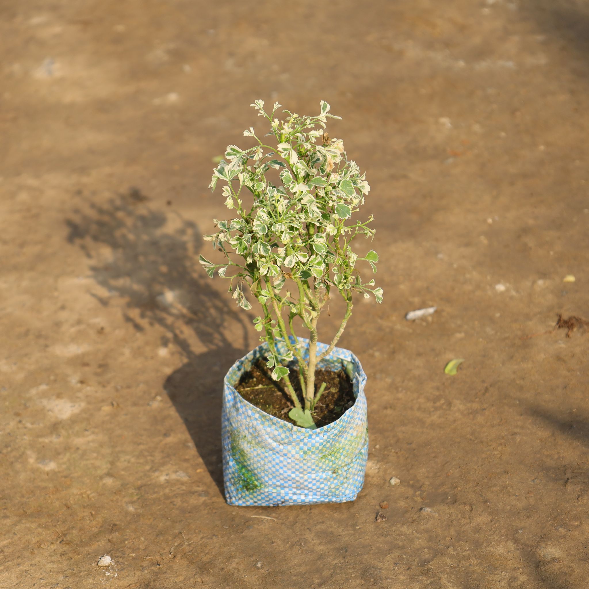 Aralia White in 4 Inch Nursery Bag