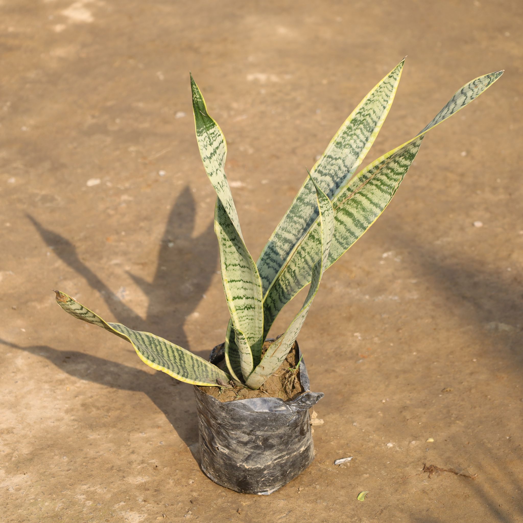 Snake Long Yellow in 8 Inch Nursery Bag