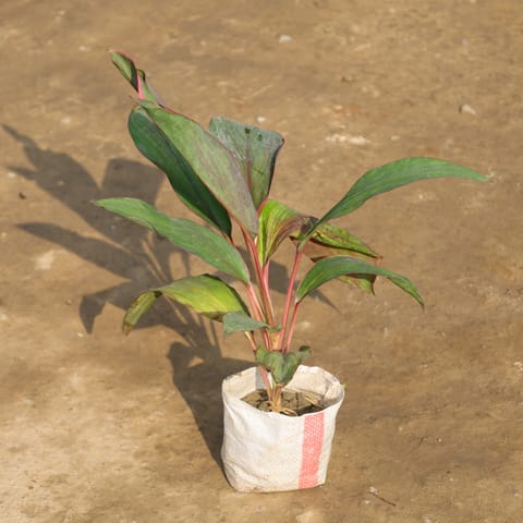 Dracaena Kedarnath in 4 Inch Live Plant Nursery Bag
