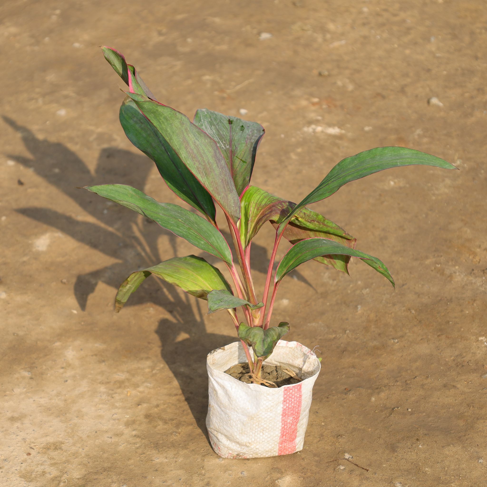 Dracaena Kedarnath in 4 Inch Nursery Bag